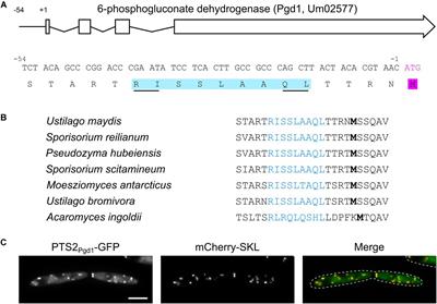 Non-AUG Translation Initiation Generates Peroxisomal Isoforms of 6-Phosphogluconate Dehydrogenase in Fungi